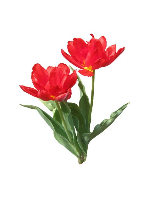 Free Images Blossom Open Petal Bloom Isolated Tulip Spring Red