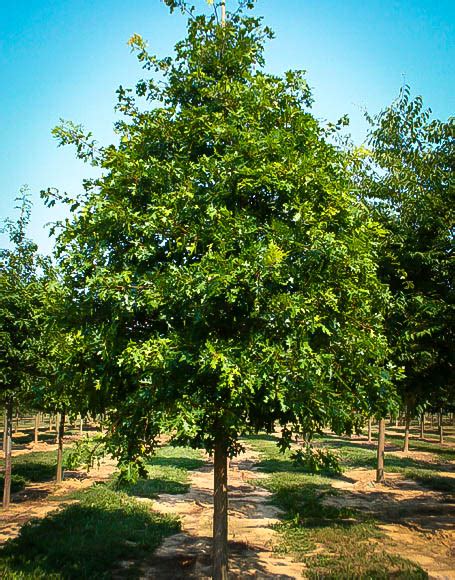 Scarlet Oak Tree For Sale Online The Tree Center