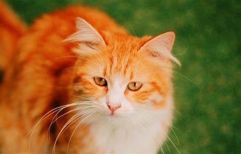 Ginger Cats Everything You Need To Know About Them Tuxedo Cat