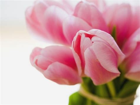 Healing Flowers