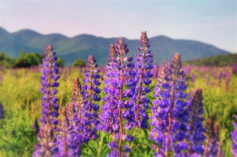Field Of Lupines Sugar Hill New Hmpshire Photograph By Joann Vitali