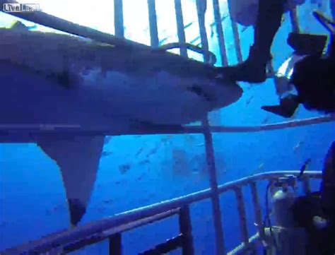 great white gets head stuck in cage tracking sharks