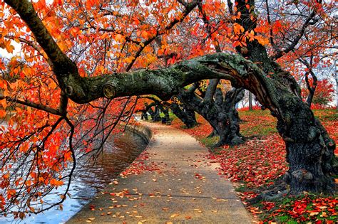 Onorevoli colleghi, ecco tracciato brevemente. Original Sfondo Alberi Autunno - sfondo