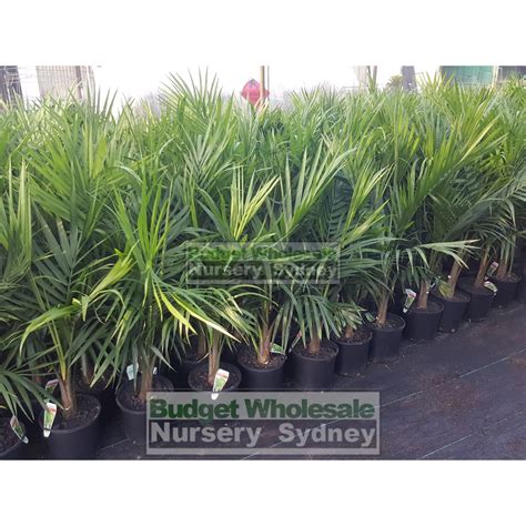 Majestic Palm 300mm Pots Ravenea Rivularis Budget Wholesale Nursery