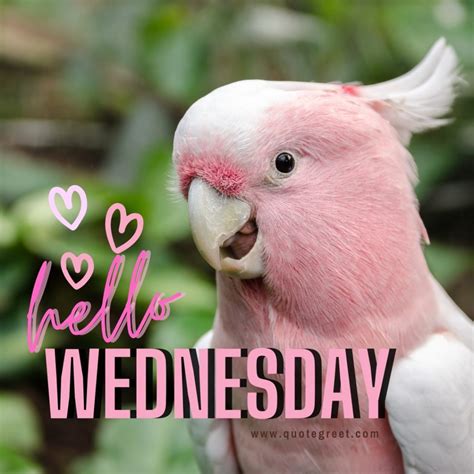 35 Pretty Hello Wednesday Images 2023 Free Quotegreet