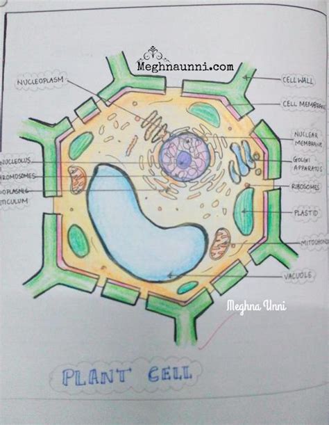 Plant And Animal Cell Drawing Animal Cell Diagram High Resolution