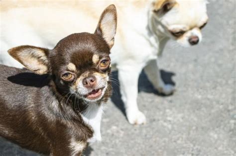 Ladrido De Perro Chihuahua Actualizado Abril 2024