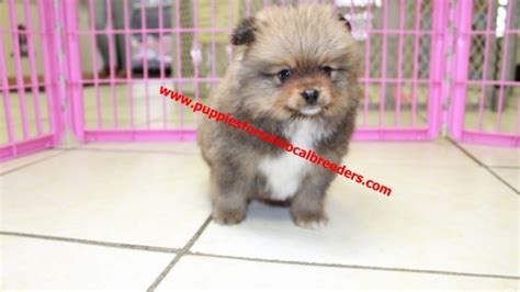 Puppies For Sale Local Breeders Adorable Fluffy Pomeranian Puppies For