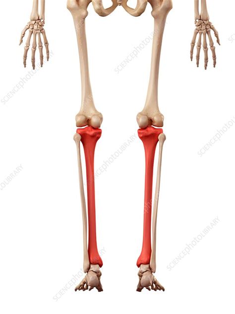 Leg Bones Stock Image F0162629 Science Photo Library
