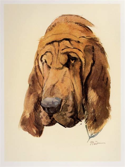 Vintage Bloodhound Print Bloodhound Illustration Art Cottage Home Decor