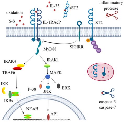 Frontiers Il In Rheumatic Diseases