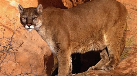 Mountain Lion Cougar Hd Wallpapers Hd Wallpapers High