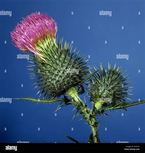 Botany Thistle Carduus Musk Thistle Carduus Nutans Blossoms At