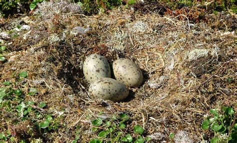 Greater Black Backed Gull Eggs Egg Photo Gull Sea Birds