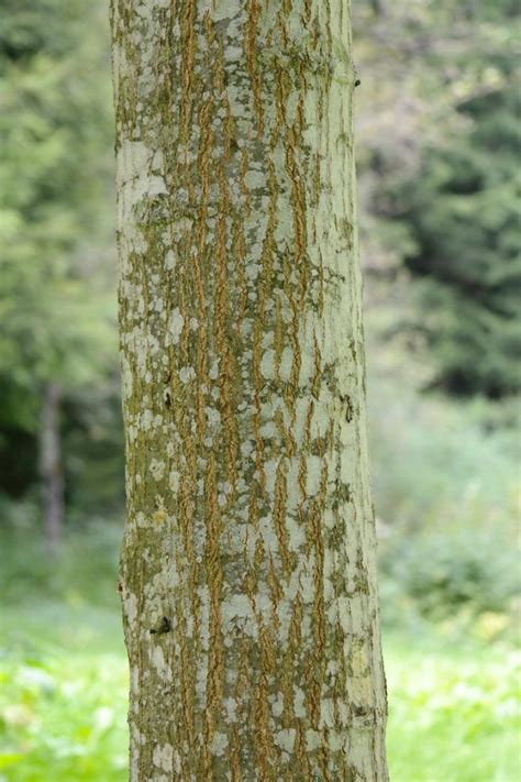 Guide To Tree Identification By Bark The Basic Woodworking Tree