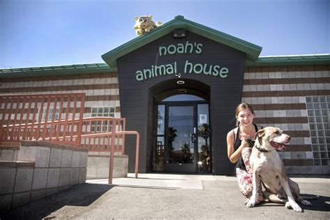 Las Vegas Shelter For Abuse Victims And Their Pets Expands To Reno