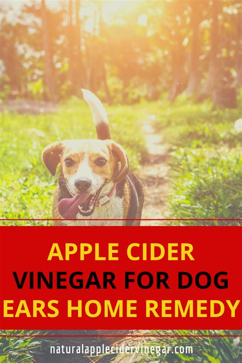 Apple Cider Vinegar For Dog Ears Home Remedy All Natural Home
