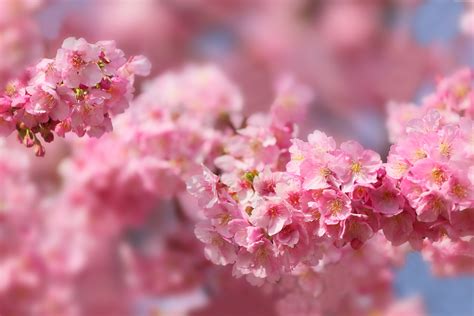 Cherry Blossom Sakura Flowers Hd Wallpaper