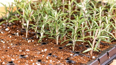 How To Propagate Rosemary From Cuttings In 9 Easy Steps