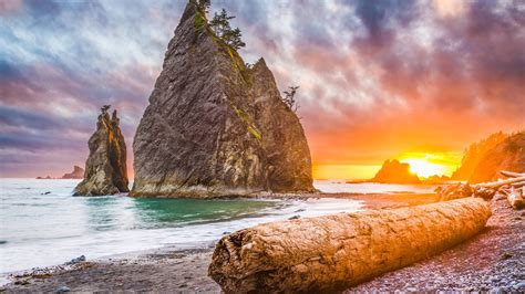 Ancient Forests Of The Olympic Peninsula · National Parks Conservation