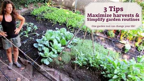 3 Tips To Maximize Harvest And Simplify Your Garden Routine Youtube