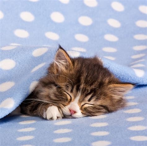 Tabby And White Kitten Sleeping Under Blue Polka Dot Blanket Kimballstock