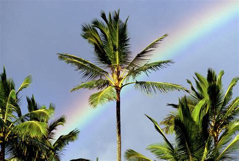 Hawaii Rainbow And Palm Trees Digital Art By Douglas Peebles