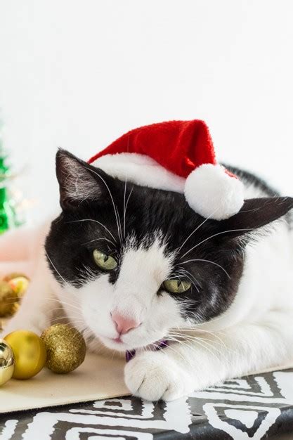 Free Photo Vertical Shot Of White And Black Cat With Christmas Santa