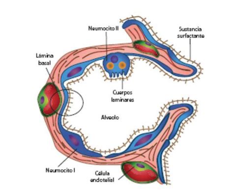 ¿cuáles Son Los Tipos De Células Del Epitelio Alveolar
