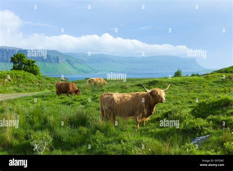 Herd Of Highland Cattle Bos Primigenius With Horns On Isle Of Mull In
