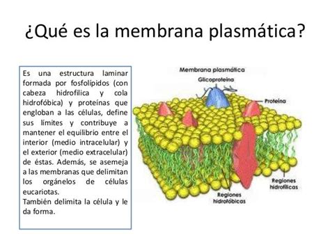 Membrana Plasmatica Y Mitocondria
