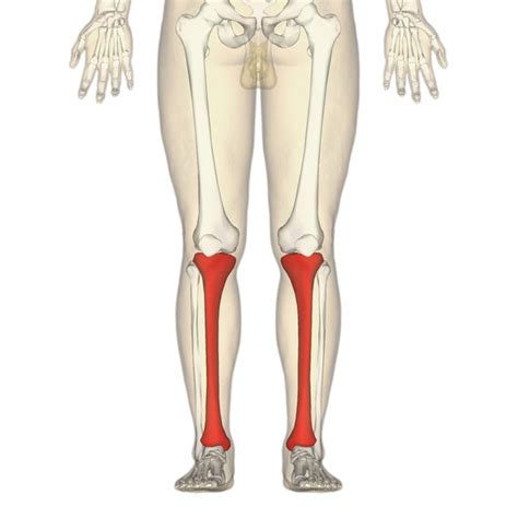 What Is The Difference Between Tibia And Fibula Pediaacom