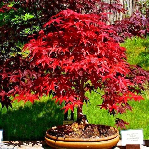 20 Red Japanese Maple Tree Seeds Palmatum Atropurpureum Cold Hardy