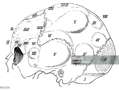 Studi Phrenologi Tengkorak Kepala Manusia Ilustrasi Stok Unduh Gambar