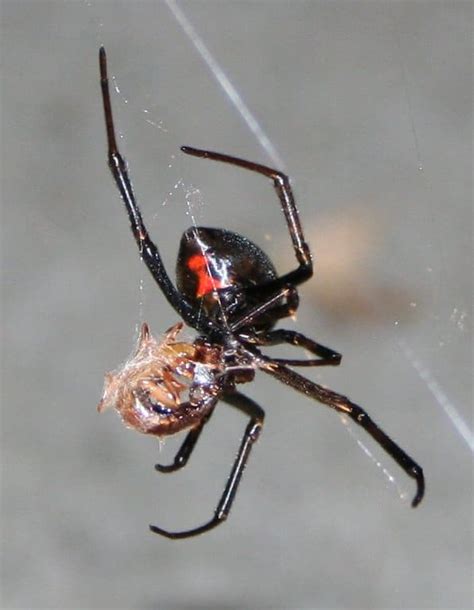 Spider Spotlight The Black Widow Sigma Pest Control