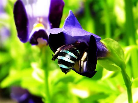 Honey Bee Sucking Flower Free Stock Photo Public Domain Pictures