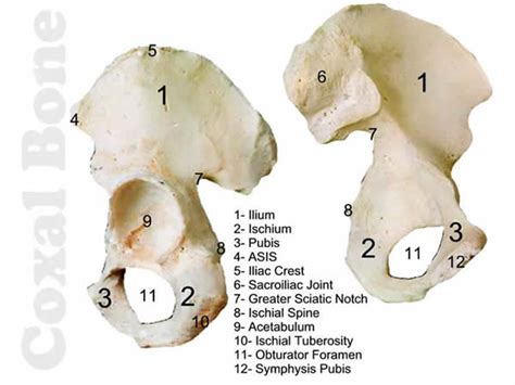 Unlabeled Coxal Bone The Pelvic Girdle And Pelvis Anatomy And