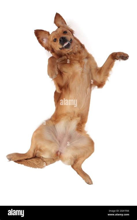 Funny Golden Retriever Dog From Above Stock Photo Alamy