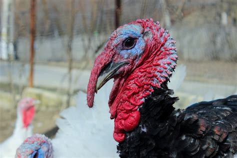 No traditional thanksgiving dinner would be complete without turkey! Give Thanks: A Thanksgiving for Turkeys - Vegaprocity