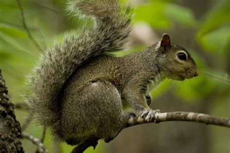 Squirrel Missouri Department Of Conservation