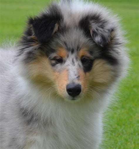 17 Best Images About Rough Collies On Pinterest Poppies