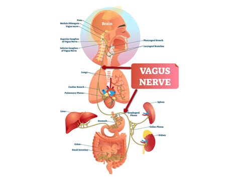 Vagus Nerve Causing Gut Symptoms 4 Vagus Exercises To Help Heal Your Gut Foundation For