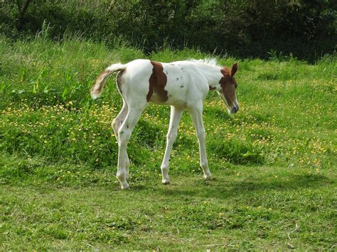 Foal Diarrhea 101 Signs And Symptoms Pro Earth Animal Health