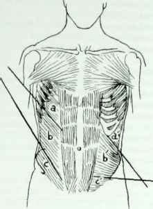 Sudden sharp pain in lower left abdomen can be more of a concern and depends upon both the gender and. Transversus Abdominis - Muscles - Mitch Medical Healthcare