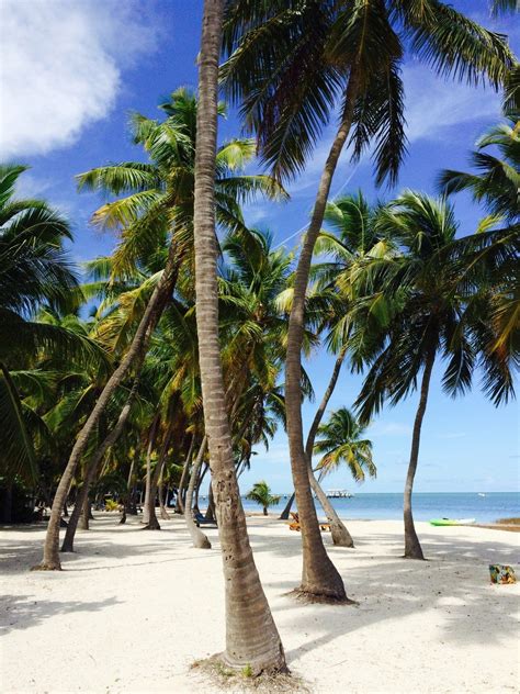 Florida Keys Palm Trees Florida Beaches Outdoor Beach
