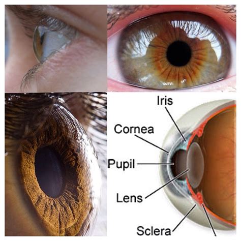 The Human Eye Has A Lens That Is Truly A Marvel Of Design And Chemistry