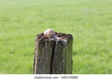 Naked Snails On Fence Post Looking Stock Photo Shutterstock