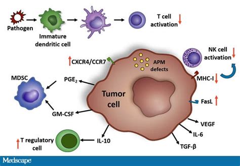 Hiding In Plain Sight Mechanisms Of Tumor Immune Evasion