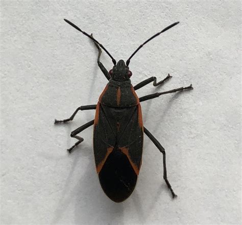 Maryland Biodiversity Project Eastern Boxelder Bug Boisea Trivittata