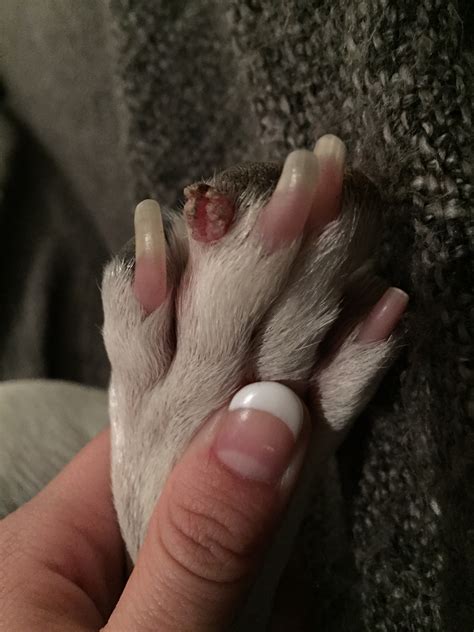 My 2 Year Old French Bulldog Has A Growth On His Foot That Has Been